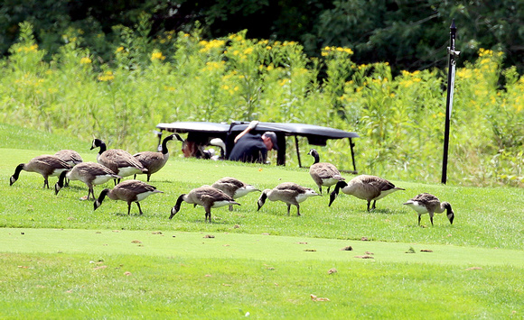 BC3 EdFndGolfOuting_080224_l